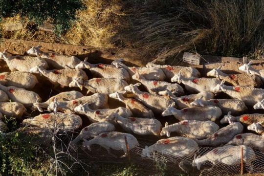 «Θερίζει» ο αφθώδης πυρετός στη Λέσβο: Σε 76 ανέρχονται πλέον τα κρούσματα σε 116 εκτροφές